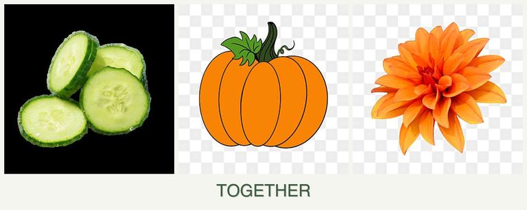 Can you plant cucumbers, pumpkin and dahlias together?