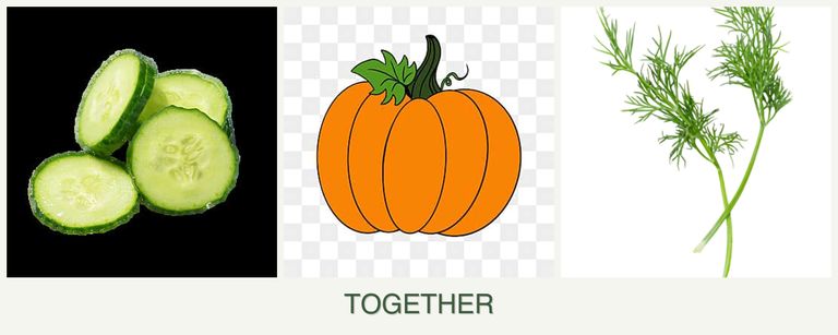 Can you plant cucumbers, pumpkin and dill together?