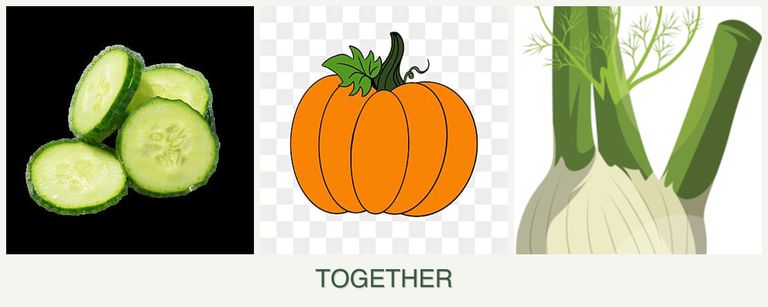 Can you plant cucumbers, pumpkin and fennel together?