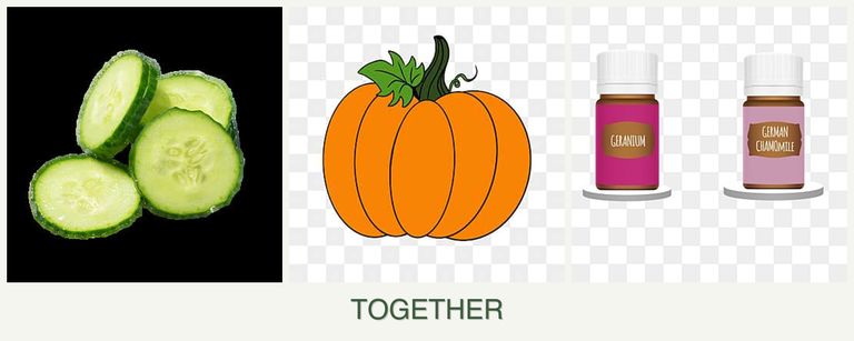 Can you plant cucumbers, pumpkin and geraniums together?