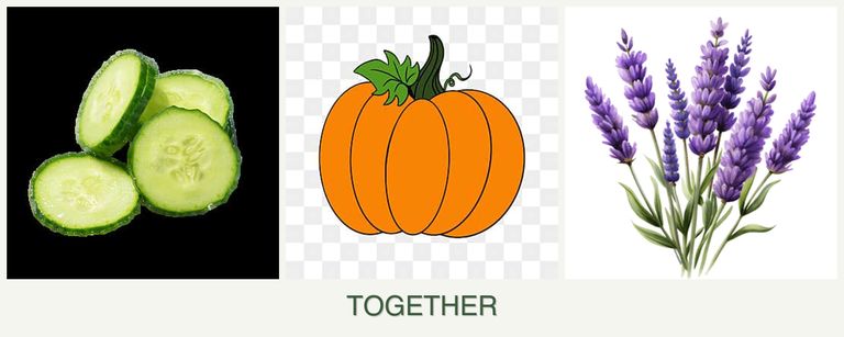 Can you plant cucumbers, pumpkin and lavender together?