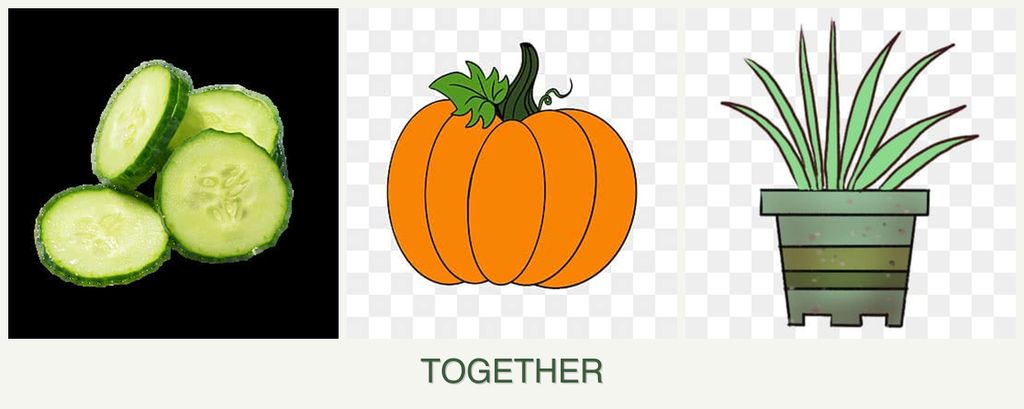 Can you plant cucumbers, pumpkin and lemongrass together?