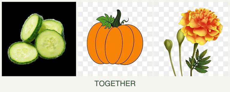 Can you plant cucumbers, pumpkin and marigolds together?