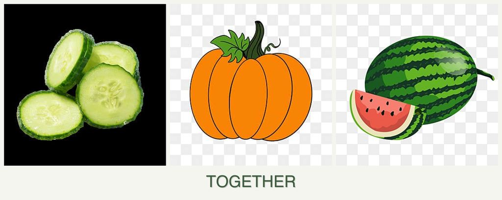Can you plant cucumbers, pumpkin and melons together?