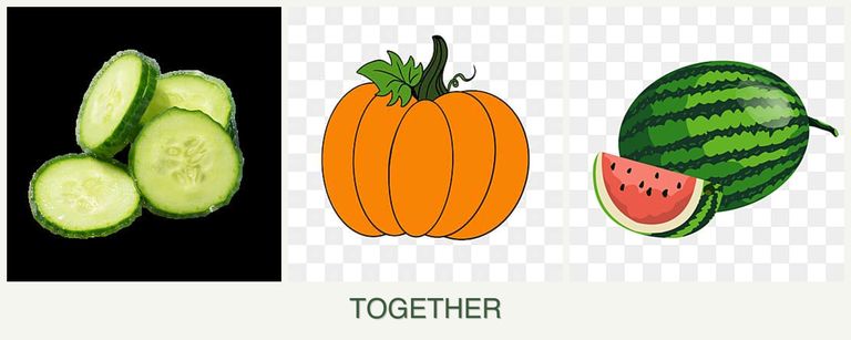 Can you plant cucumbers, pumpkin and melons together?