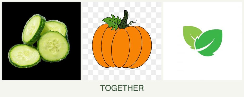 Can you plant cucumbers, pumpkin and mint together?