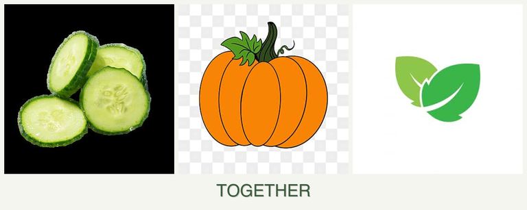 Can you plant cucumbers, pumpkin and mint together?