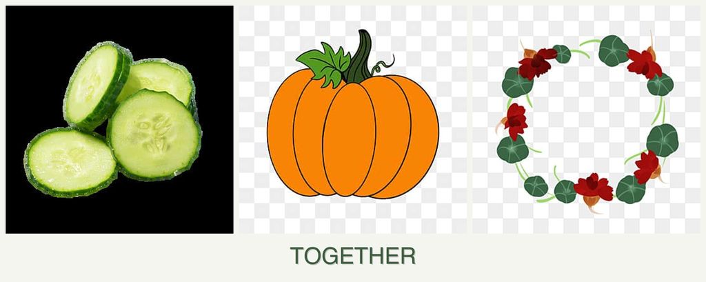 Can you plant cucumbers, pumpkin and nasturtiums together?