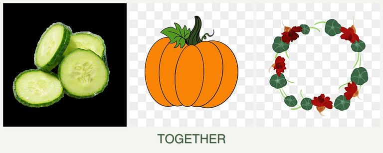 Can you plant cucumbers, pumpkin and nasturtiums together?