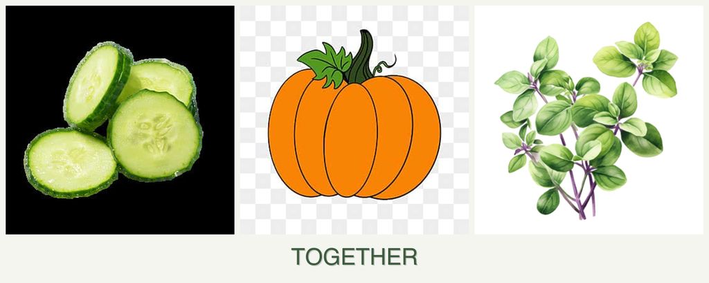 Can you plant cucumbers, pumpkin and oregano together?