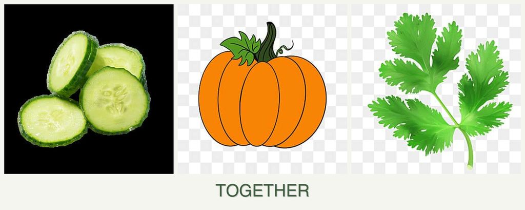 Can you plant cucumbers, pumpkin and parsley together?