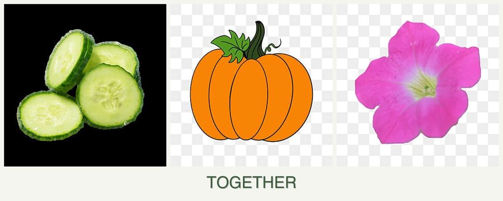 Can you plant cucumbers, pumpkin and petunias together?
