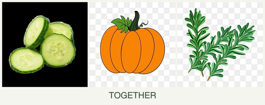 Can you plant cucumbers, pumpkin and rosemary together?