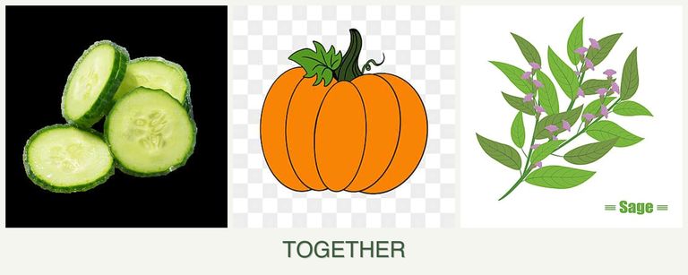 Can you plant cucumbers, pumpkin and sage together?