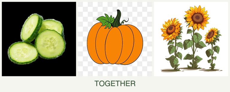 Can you plant cucumbers, pumpkin and sunflowers together?