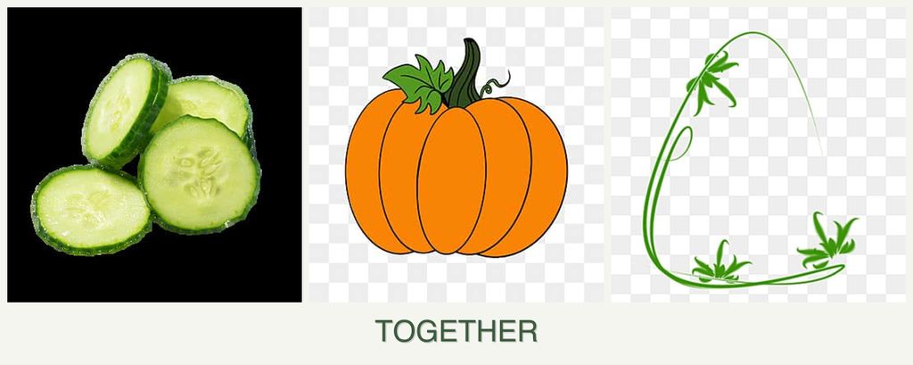 Can you plant cucumbers, pumpkin and tarragon together?