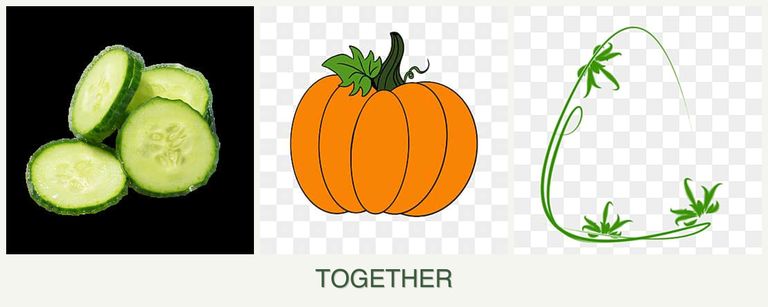 Can you plant cucumbers, pumpkin and tarragon together?