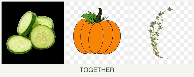 Can you plant cucumbers, pumpkin and thyme together?