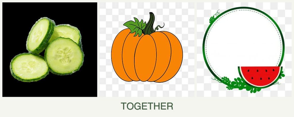 Can you plant cucumbers, pumpkin and watermelons together?