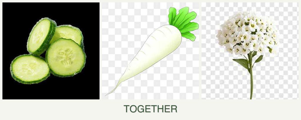 Can you plant cucumbers, radishes and alyssum together?