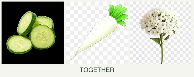 Can you plant cucumbers, radishes and alyssum together?