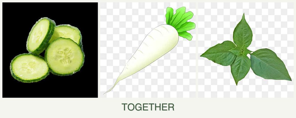 Can you plant cucumbers, radishes and basil together?