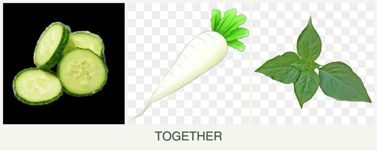 Can you plant cucumbers, radishes and basil together?