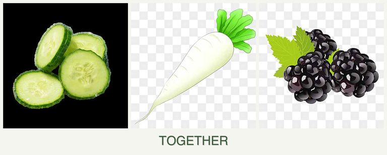 Can you plant cucumbers, radishes and blackberries together?