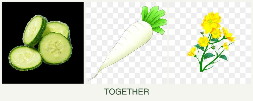 Can you plant cucumbers, radishes and calendula together?
