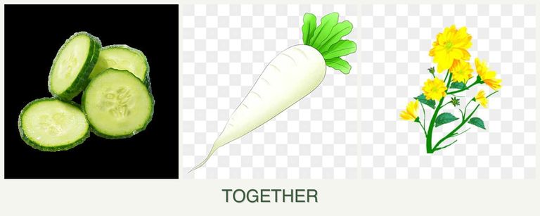 Can you plant cucumbers, radishes and calendula together?