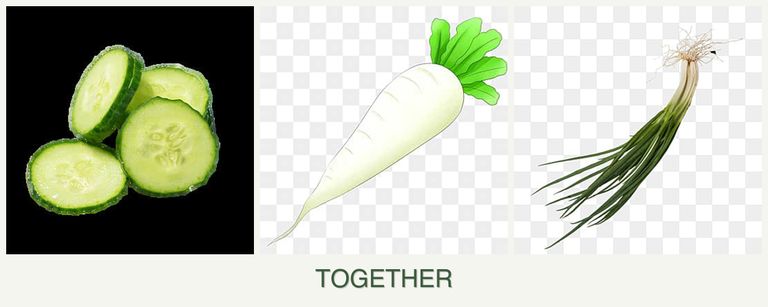 Can you plant cucumbers, radishes and chives together?