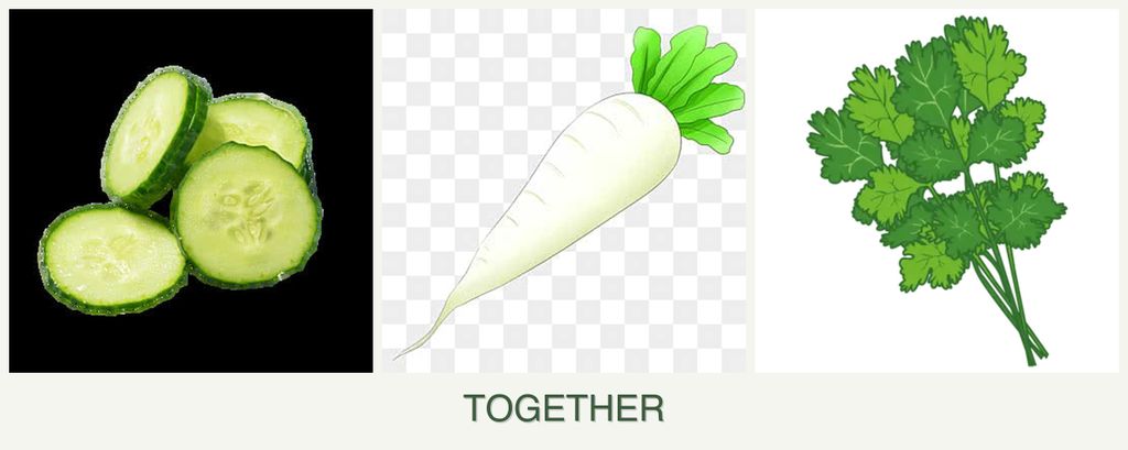 Can you plant cucumbers, radishes and cilantro together?