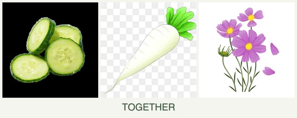 Can you plant cucumbers, radishes and cosmos together?