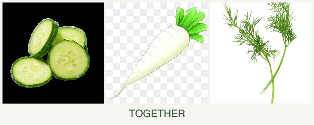 Can you plant cucumbers, radishes and dill together?