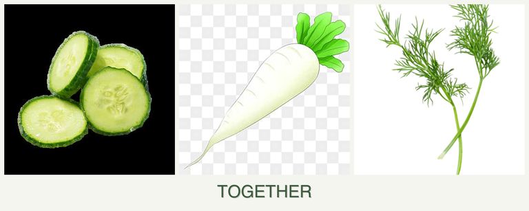 Can you plant cucumbers, radishes and dill together?