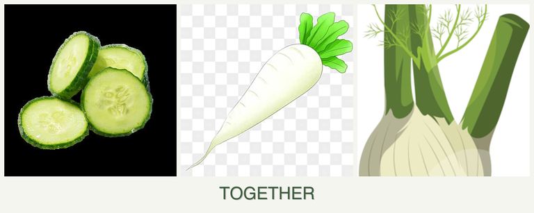 Can you plant cucumbers, radishes and fennel together?