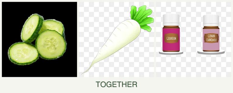 Can you plant cucumbers, radishes and geraniums together?
