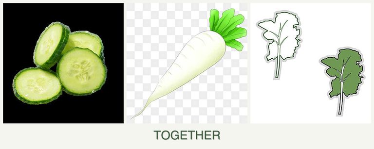 Can you plant cucumbers, radishes and kale together?