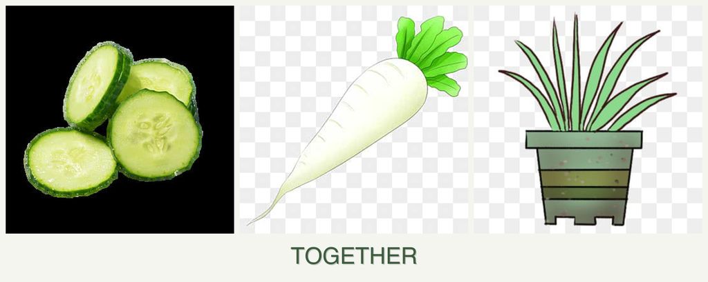 Can you plant cucumbers, radishes and lemongrass together?
