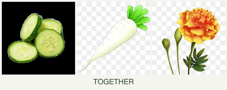 Can you plant cucumbers, radishes and marigolds together?