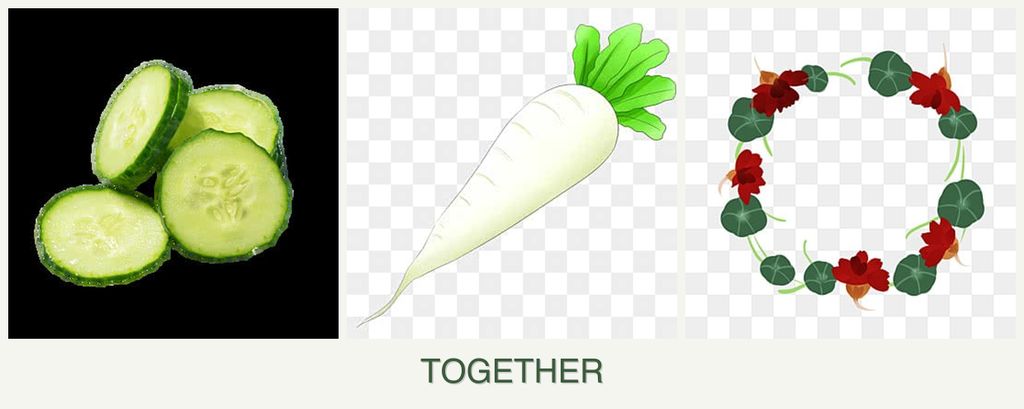 Can you plant cucumbers, radishes and nasturtiums together?