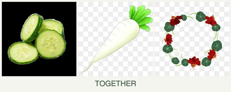Can you plant cucumbers, radishes and nasturtiums together?