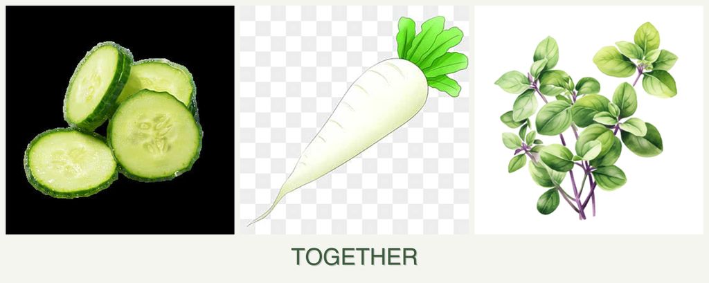 Can you plant cucumbers, radishes and oregano together?