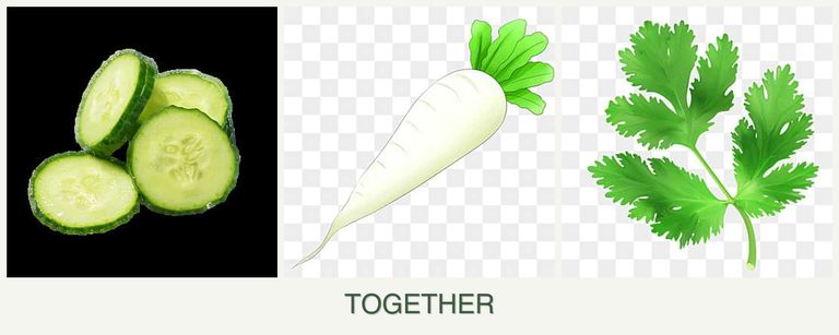 Can you plant cucumbers, radishes and parsley together?