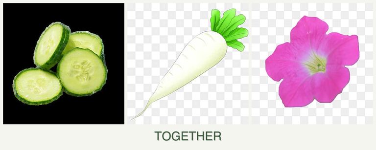 Can you plant cucumbers, radishes and petunias together?