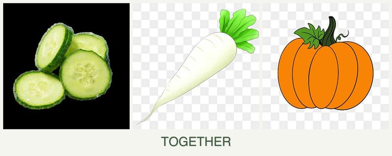 Can you plant cucumbers, radishes and pumpkin together?