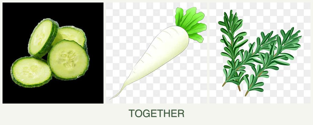 Can you plant cucumbers, radishes and rosemary together?