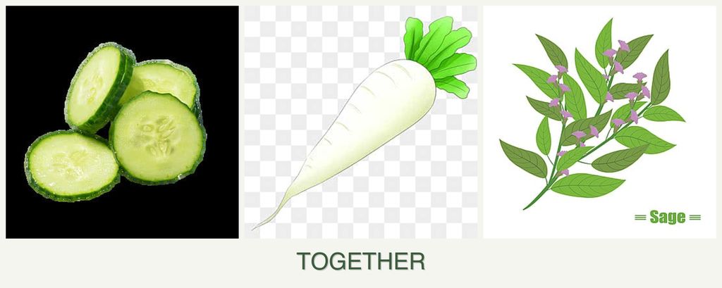 Can you plant cucumbers, radishes and sage together?