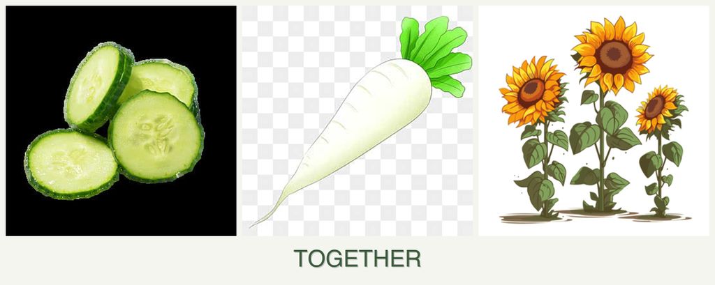 Can you plant cucumbers, radishes and sunflowers together?