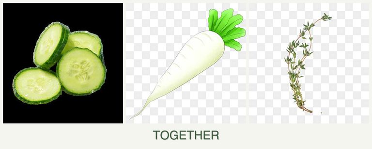 Can you plant cucumbers, radishes and thyme together?
